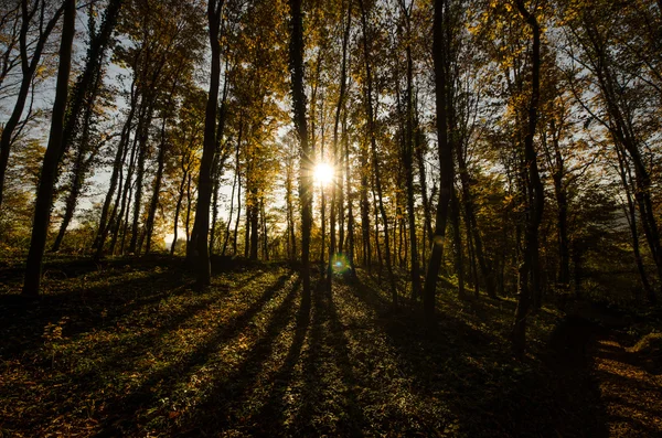 Floresta de outono temperamental — Fotografia de Stock