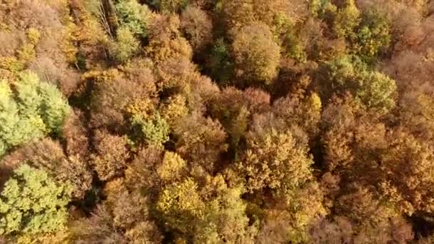 Πετώντας πάνω από το φθινόπωρο δάσος — Αρχείο Βίντεο