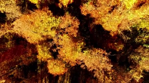 Vliegende Over herfst bos — Stockvideo