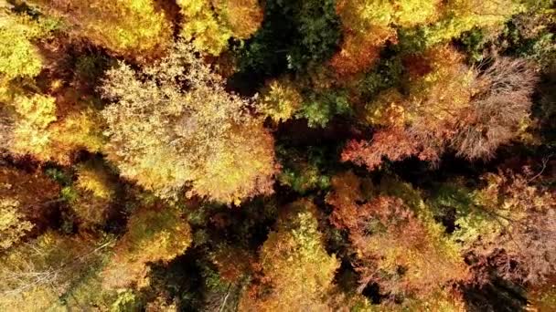 Sobrevolando el bosque de otoño — Vídeos de Stock