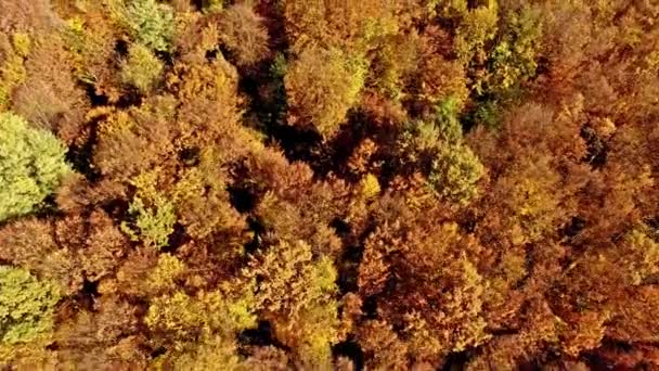 Flyger över hösten skogen — Stockvideo