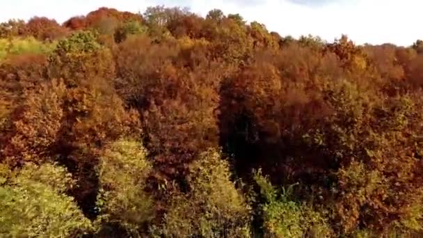 Flying over Autumn forest — Stock Video