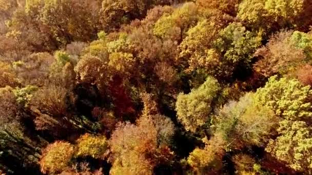 Flyger över hösten skogen — Stockvideo