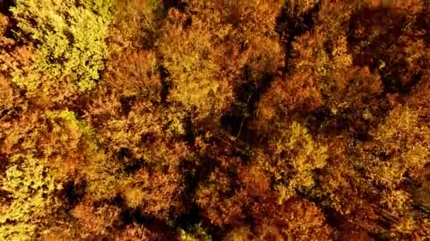 Na jesień las latający — Wideo stockowe
