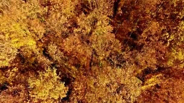 survolant la forêt d'automne 