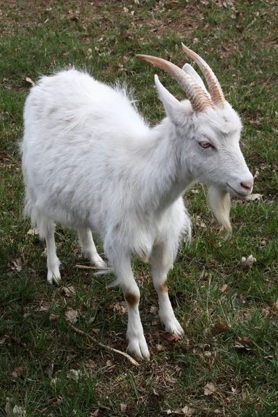 White goat big — Stock Photo, Image