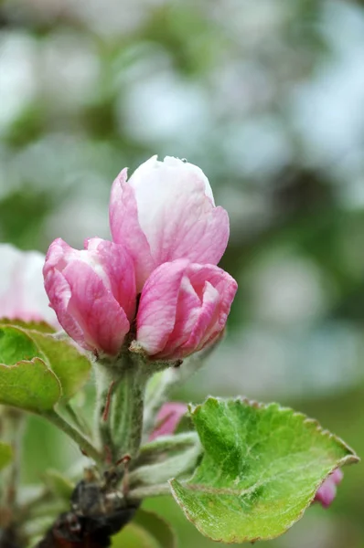 Elma ağacının çiçek açan dalı — Stok fotoğraf