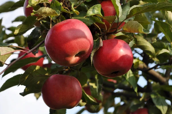 Grandes manzanas rojas colgando de una rama —  Fotos de Stock