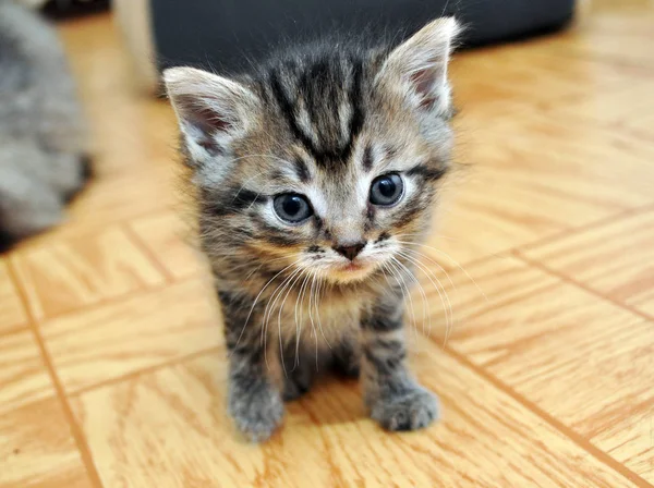 Um gatinho pequeno bonito olhando — Fotografia de Stock