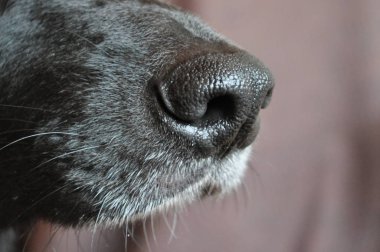 siyah köpek burun