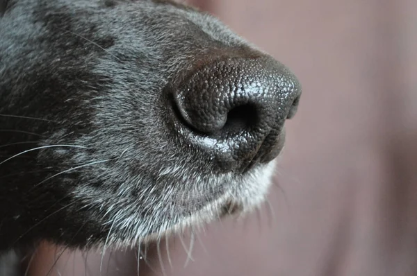 Nariz de cão preto Imagem De Stock