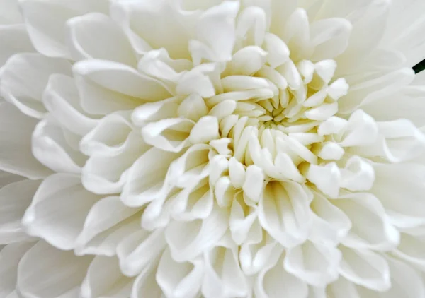 Stora vita blommande aster blomma — Stockfoto