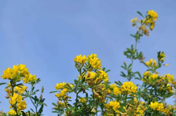 Kanola flowe, sarı çiçek — Stok fotoğraf