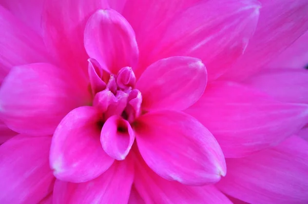 Grande fiore rosa — Foto Stock