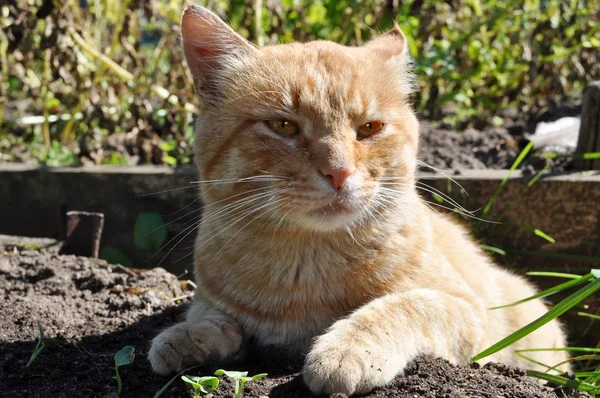 Ongelukkige wilde rode kat — Stockfoto