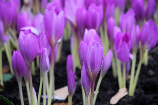 Violeta belleza colchicum flores —  Fotos de Stock