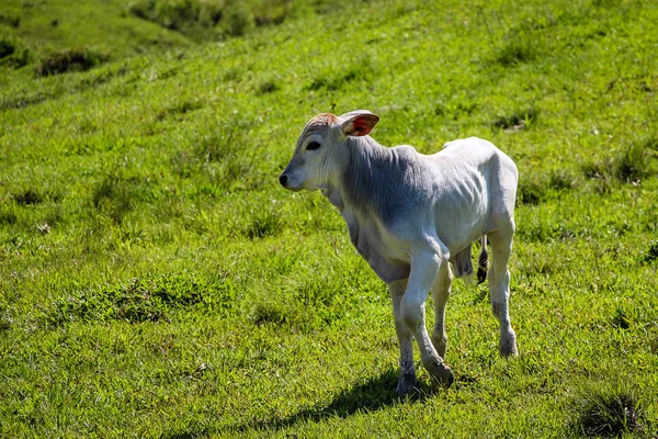 Calf on green pasture (Rio Fortuna - Brazil)