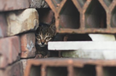 Küçük kedi tuğla duvar gizleme.