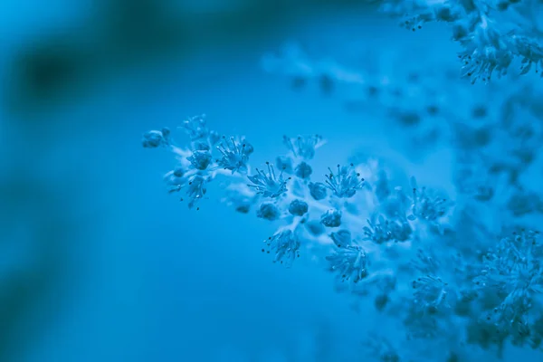 Close up of flower of astible, toned in blue — Stock Photo, Image