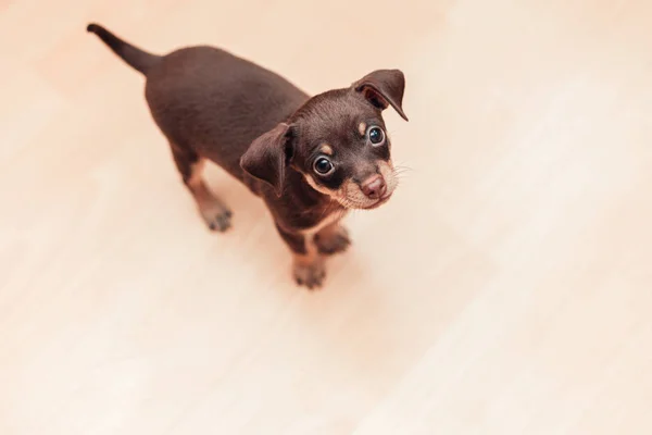 Little puppy dog looking at camera, top view — Stock Photo, Image