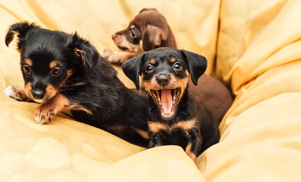 Little puppies dog sitting and looking at camera — Stock Photo, Image