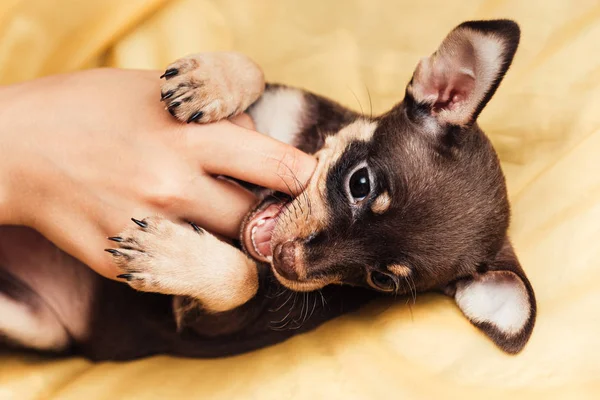 Giocattolo terrier cucciolo gioca con un uomo dito — Foto Stock