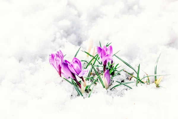 Pouco violeta crocuse flores na neve — Fotografia de Stock