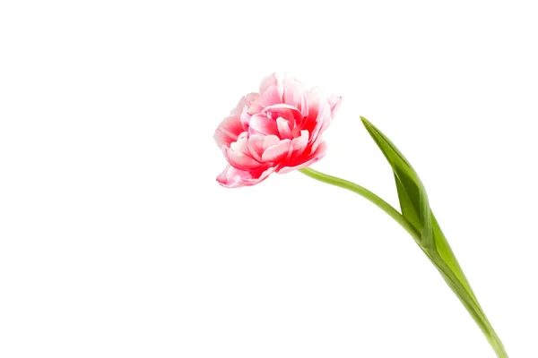 Tulpenblume Auf Weißem Hintergrund Isoliert — Stockfoto
