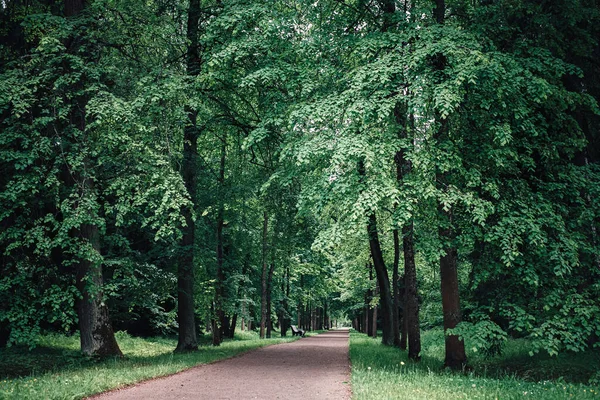 Ökenvägen Går Avståndet Mellan Lövträd — Stockfoto