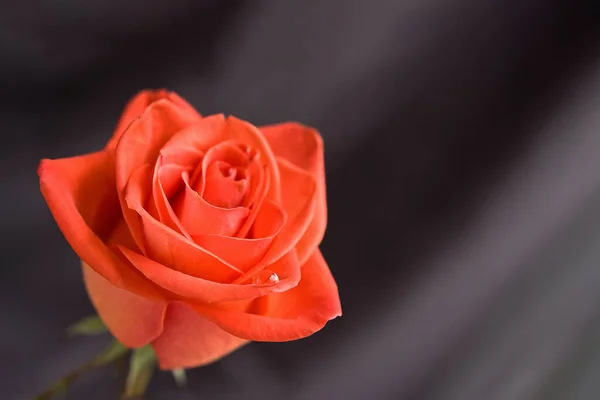 Hermosa Rosa Roja Sobre Fondo Gris Primer Plano —  Fotos de Stock