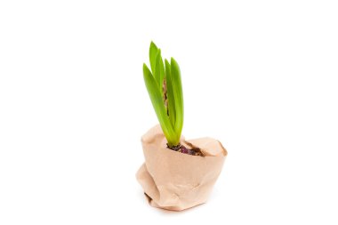 Havaya uçmamış sümbül çiçeği beyaz bir tencereye sarılmış kraft kağıdıyla