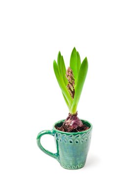 şişmemiş sümbül çiçeği beyaz tencereye izole edilmiş tencere gibi