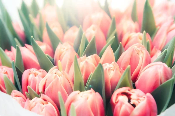 Hermoso Ramo Tulipanes Rojos Cerca — Foto de Stock