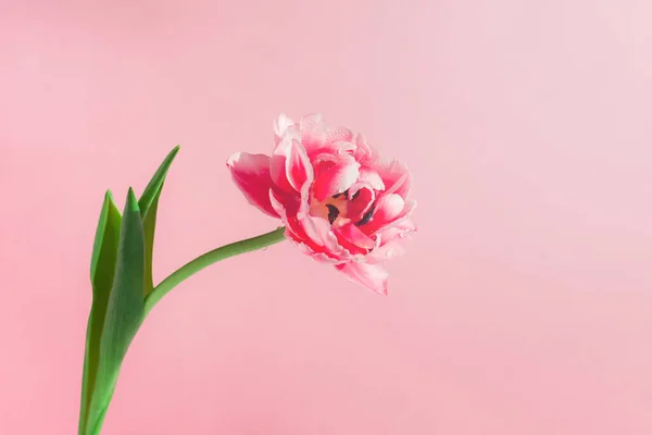 Hermosa Flor Tulipán Sobre Fondo Rosa Copyspace —  Fotos de Stock