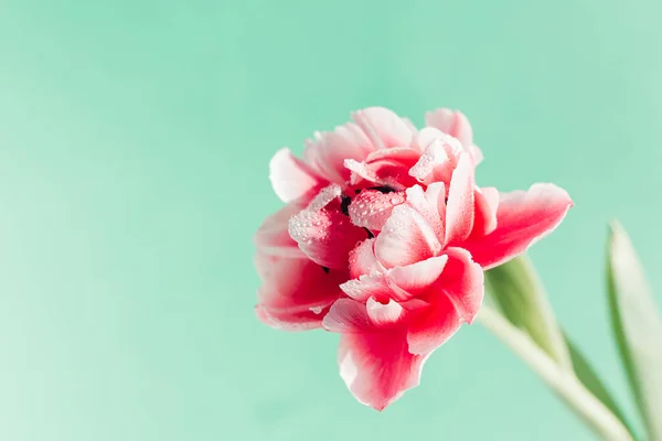 Schöne Tulpenblume Auf Türkisfarbenem Hintergrund Kopierraum — Stockfoto