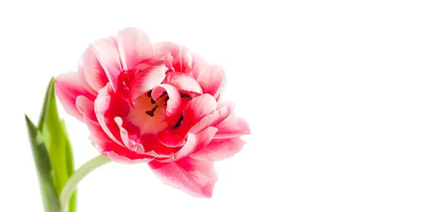 Schöne Tulpenblume Auf Weißem Hintergrund Isoliert — Stockfoto