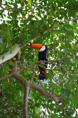 Güzellik renkli tucan