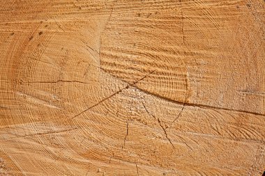 taze ahşap Çıtçıt