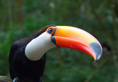 Vahşi doğada renkli tucan