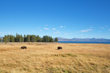 Bizonlar Yellowstone Parkı içinde