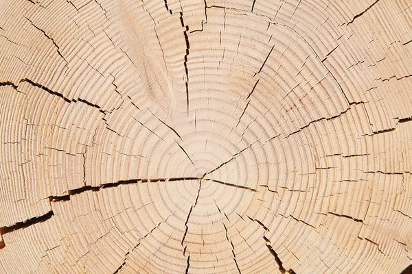 Borchie di legno fresco — Foto Stock