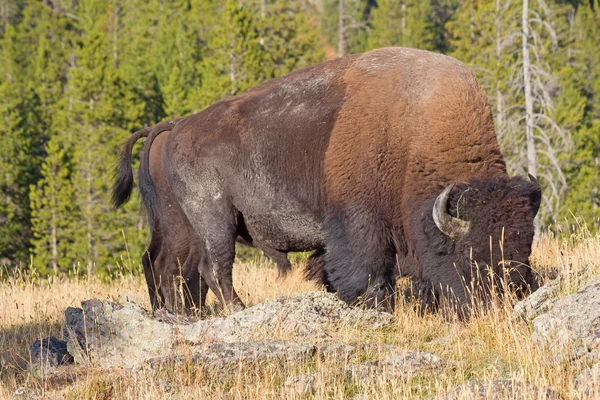 Bison in Yellowstone park — Stock Photo, Image