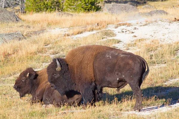 Bizonlar Yellowstone Parkı içinde — Stok fotoğraf