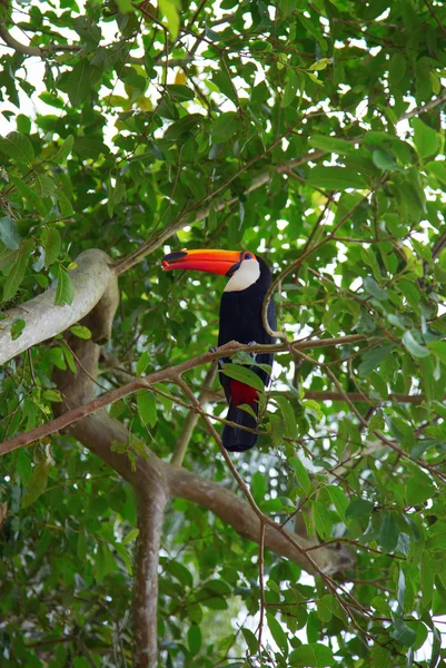 Güzellik renkli tucan