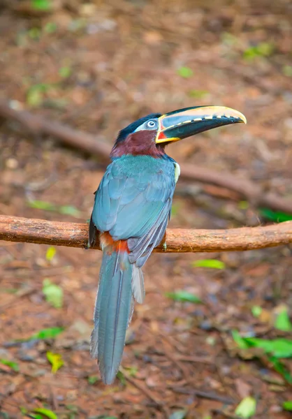 Farbenfroher Tucan in freier Wildbahn — Stockfoto