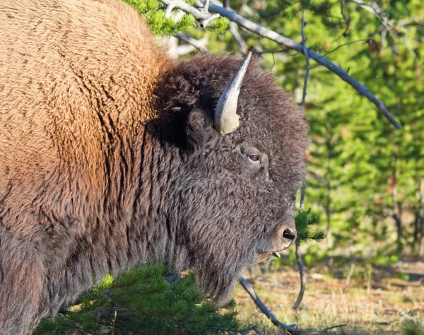 Bison i Yellowstone park — Stockfoto