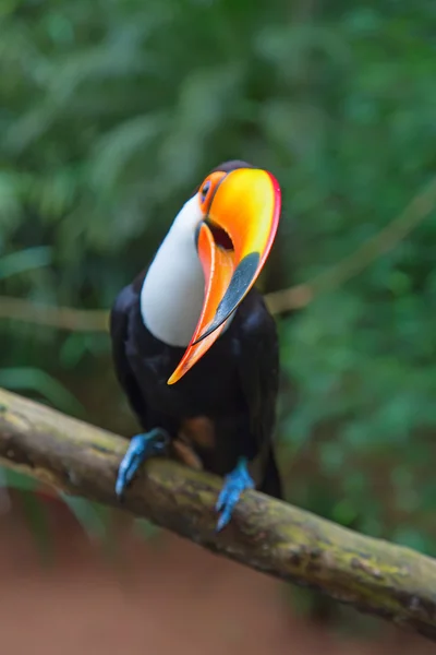 Colorful tucan in wild — Stock Photo, Image