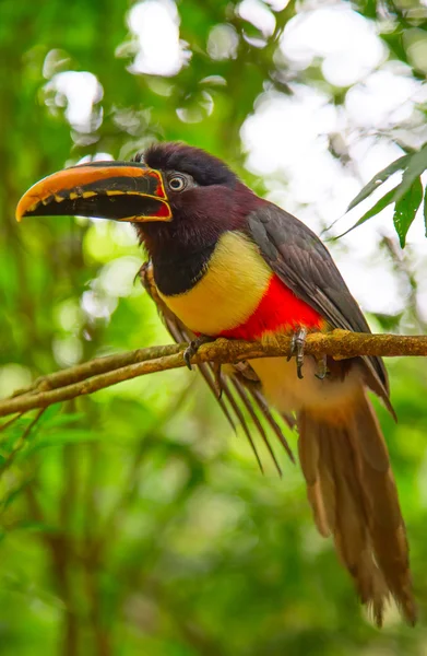 Farbenfroher Tucan in freier Wildbahn — Stockfoto