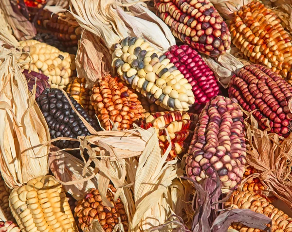 Maíz decorativo en el mercado — Foto de Stock