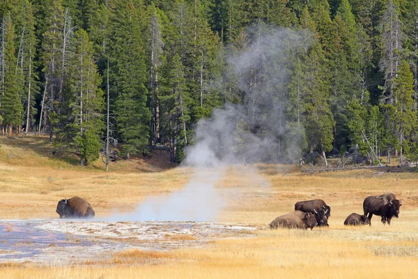 Bisons in Yellowstone park — Stock Photo, Image